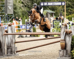 jumper Panter Jvh (Belgian Warmblood, 2015, from Le Blue Diamond v't Ruytershof)