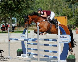 jumper Cayenne 247 (German Sport Horse, 2012, from Criffindor)