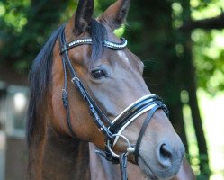 broodmare Grandiosa (Oldenburg, 2007, from Sandro Hit)