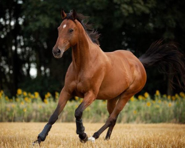 horse Shadow on the Wall xx (Thoroughbred, 2007, from Next Desert xx)