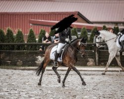 dressage horse Dark Rose 37 (German Riding Pony, 2011, from Dark Rex)