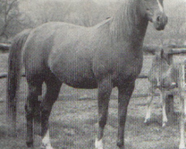 broodmare Glass Slipper ox (Arabian thoroughbred, 1968, from Seradin ox)