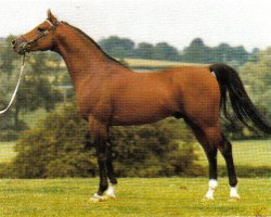 stallion Musketeer ox (Arabian thoroughbred, 1974, from Carbine ox)