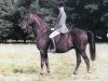 stallion Keston Fidelity (British Riding Pony, 1982, from Wingrove Minkino)