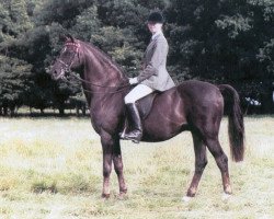 stallion Keston Fidelity (British Riding Pony, 1982, from Wingrove Minkino)