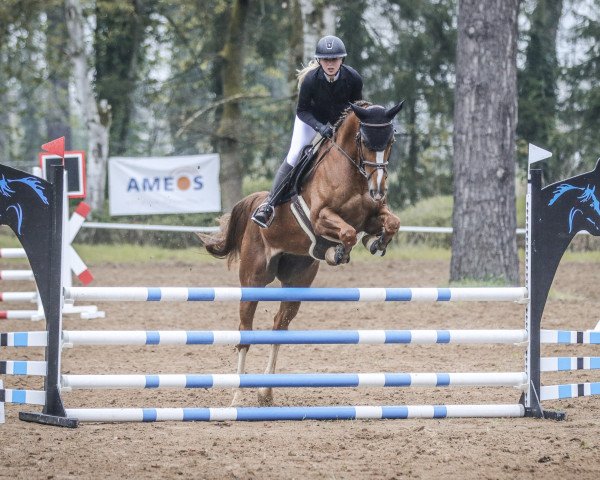 jumper Beautiful South (Hanoverian, 2017, from Balou Peggio)