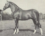 stallion Wingrove Minkino (British Riding Pony, 1967, from Bwlch Valentino)