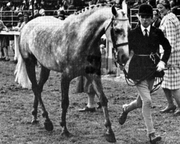 Zuchtstute Creden Lucky Charm (British Riding Pony, 1959, von Bwlch Valentino)