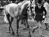 Zuchtstute Creden Lucky Charm (British Riding Pony, 1959, von Bwlch Valentino)