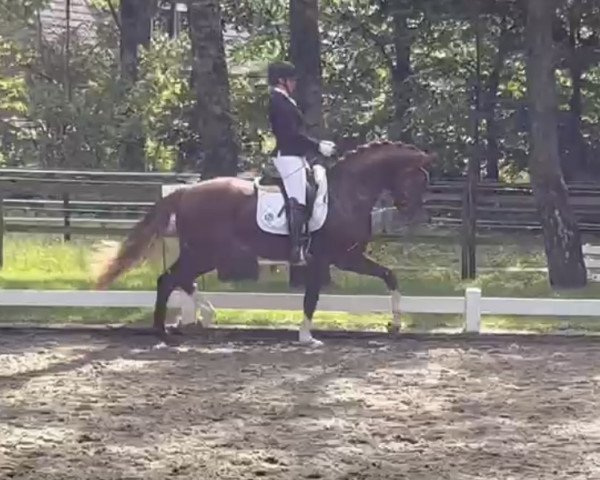 dressage horse Lets Dance M (Oldenburg, 2020, from Le Formidable)