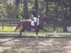 dressage horse Lets Dance M (Oldenburg, 2020, from Le Formidable)