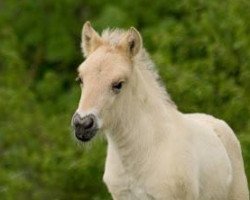 dressage horse Karli (Fjord Horse, 2016, from Kelvin)