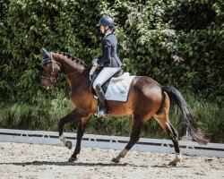 dressage horse Hummeltanz (Trakehner, 2016, from Insterburg TSF)