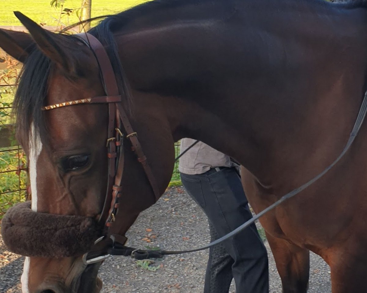dressage horse Noemy S (unknown, 2009)
