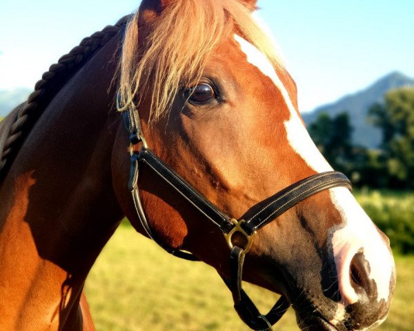 dressage horse Lilli's Faye (unknown, 2015)