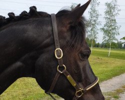 Springpferd Alegra S (Arabisches Halbblut / Partbred, 2010)