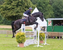 jumper Carlotta 336 (Hanoverian, 2014, from Chivas)