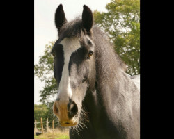 Dressurpferd Balin (Tinker / Irish Cob / Gypsy Vanner, 2012, von Forrest 0810140)