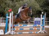 jumper Strong Enough 4 (German Sport Horse, 2006, from Samba Ole)