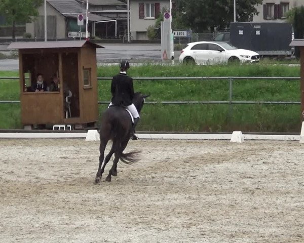 Reitturnier Werdenberg 2023