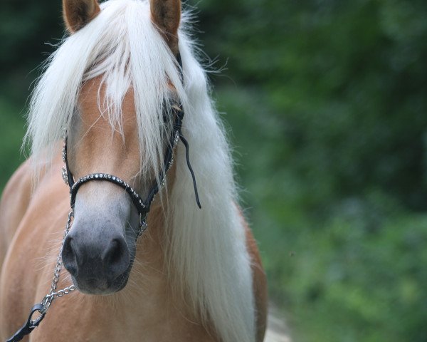 Pferd Mirabell (Haflinger, 2021, von liz. 350/T Stainz)