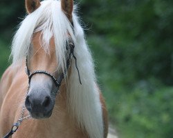 Pferd Mirabell (Haflinger, 2021, von liz. 350/T Stainz)