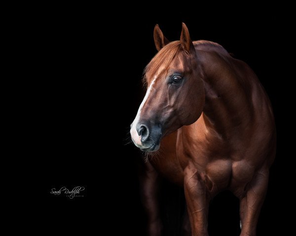 horse BHTOPSAILENTERPRISE (Quarter Horse, 2016, from Whiz A Gold)