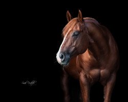 Pferd BHTOPSAILENTERPRISE (Quarter Horse, 2016, von Whiz A Gold)