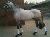 Springpferd Daily Pride (Deutsches Reitpony, 2004, von Donnerwetter)