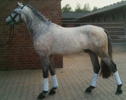 jumper Daily Pride (German Riding Pony, 2004, from Donnerwetter)