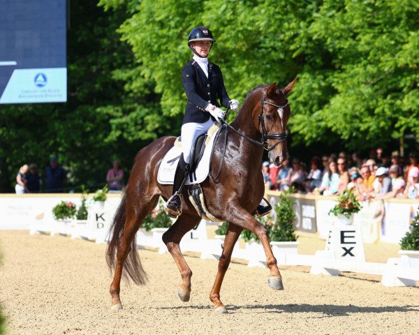 dressage horse Desert Love (Hanoverian, 2018, from Da Costa)