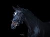 dressage horse Dubai Dance (Oldenburg, 2015, from Damon Hill)