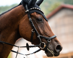 broodmare Dialotta 4 (Oldenburg show jumper, 2015, from Diarado)