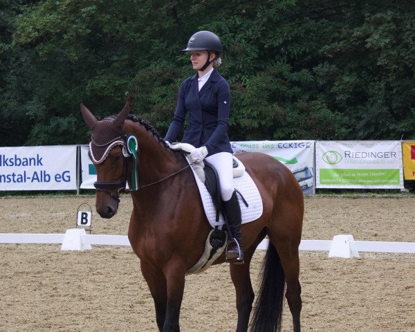 jumper Carissa 17 (Zangersheide riding horse, 2014, from Cascor Z)