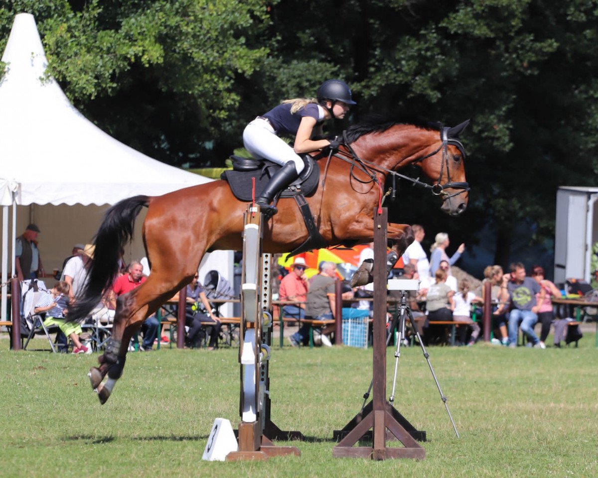 jumper Pizaros Treasure (German Sport Horse, 2016, from Pessoa VDL)