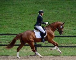 dressage horse Erlkönig 45 (Austrian Warmblood, 2019, from Erdinger)