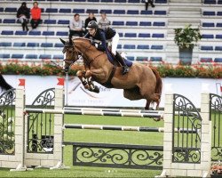 jumper My Way du Sud Z (Zangersheide riding horse, 2016, from Mithras de Regor)