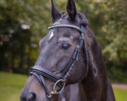 dressage horse Rockwind (Rhinelander, 2001, from Rockwell)