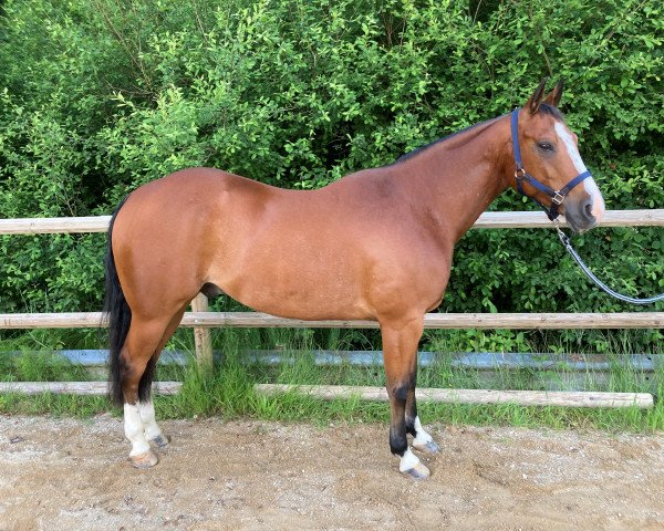 horse Docs Diamond Spirit (Quarter Horse, 2015)