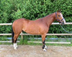 Pferd Docs Diamond Spirit (Quarter Horse, 2015)