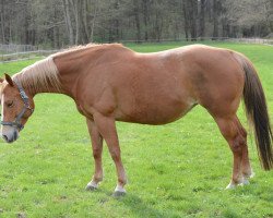 Zuchtstute DG Slidin Hot Chilli (Quarter Horse, 2008)