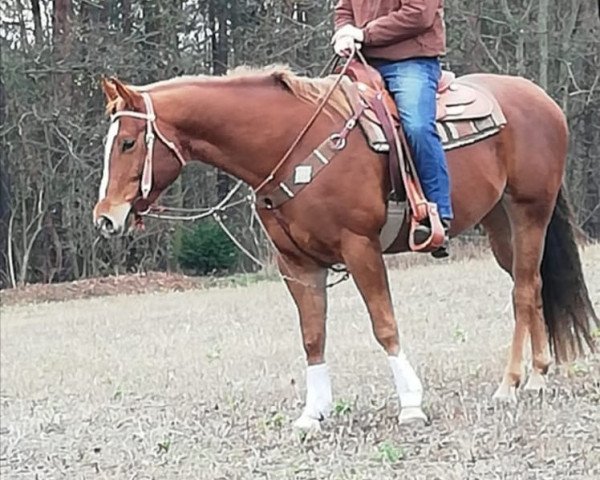 Pferd PM Golden Sugar Cody (Quarter Horse, 2012)