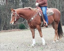 horse PM Golden Sugar Cody (Quarter Horse, 2012)