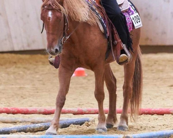 horse Safira (Andalusians/horse of pure Spanish race, 2017)