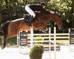 jumper Mykita (KWPN (Royal Dutch Sporthorse), 2017, from Malibu Z)