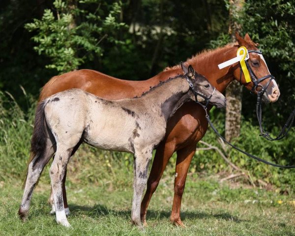 dressage horse Get Smart LH (German Riding Pony, 2023, from Gold Garant)