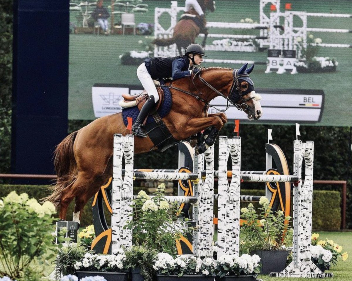 stallion Iago des Peupliers (Belgium Sporthorse, 2014, from Vigo d'Arsouilles)