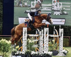 stallion Iago des Peupliers (Belgium Sporthorse, 2014, from Vigo d'Arsouilles)