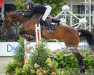 jumper Judyan T van het Herdershof (Belgian Warmblood, 2009, from Toulon)