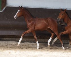 Springpferd Cafe's Quibelle (Oldenburger, 2023, von Cafe au lait 2)